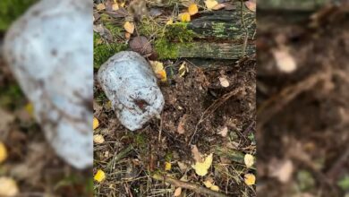 Под Брестом с поличным задержали наркозакладчицу