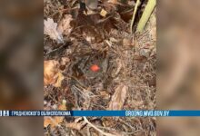 В Гродно задержали наркозакладчика