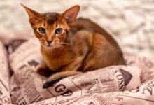 Абиссинская кошка